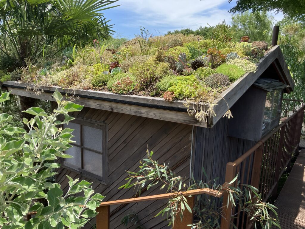屋根にびっしり多肉植物が植えられた小屋