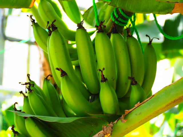 熱川バナナワニ園では温泉熱を利用してバナナを栽培