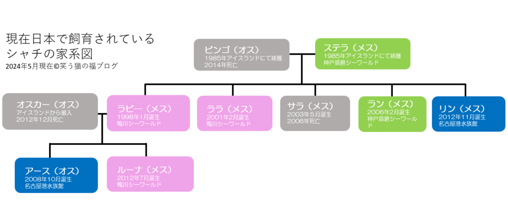 須磨シーワールド、現在日本にいるシャチの家系図
